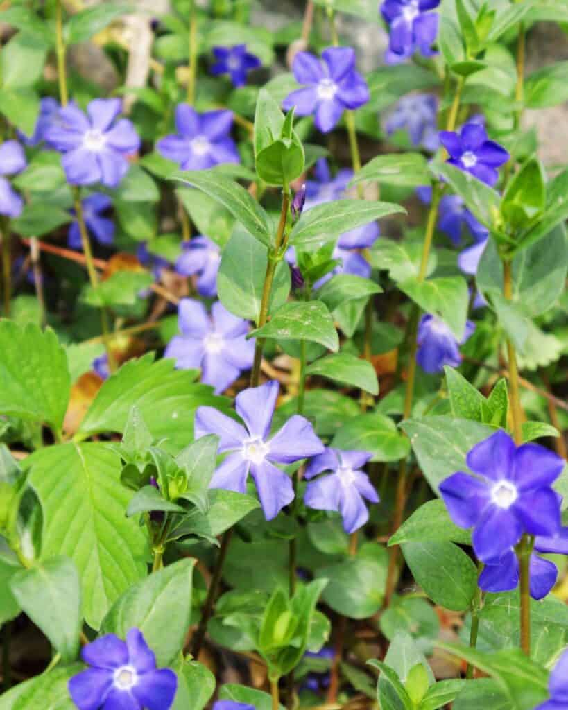 18 Ground Covers for Under Pine Trees That Will Flourish in the Shade