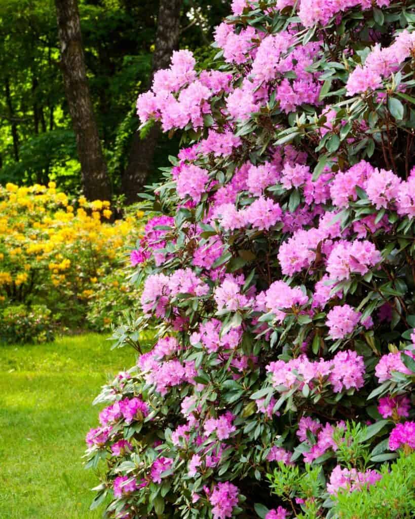 54 Perennial Shrubs & Bushes to Keep Your Garden Gorgeous All Year Round