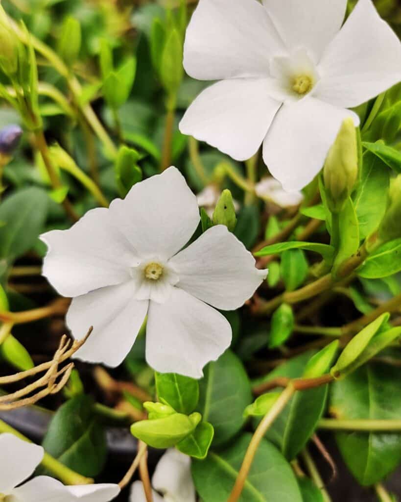 18 Ground Covers for Under Pine Trees That Will Flourish in the Shade