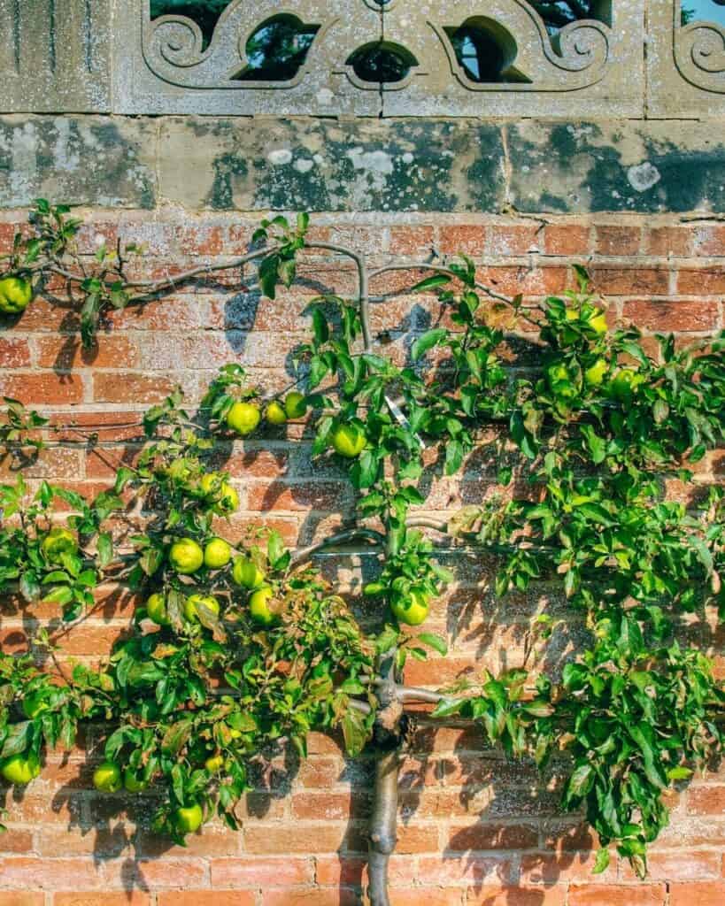 Comprehensive Granny Smith Apple Tree Care Guide & Bonus Tip