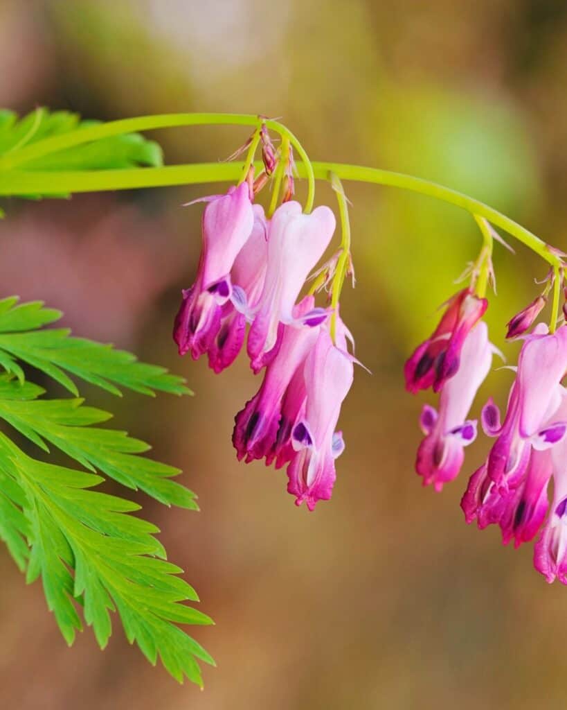 27 Flowers to Beautify the Area Under Pine Trees