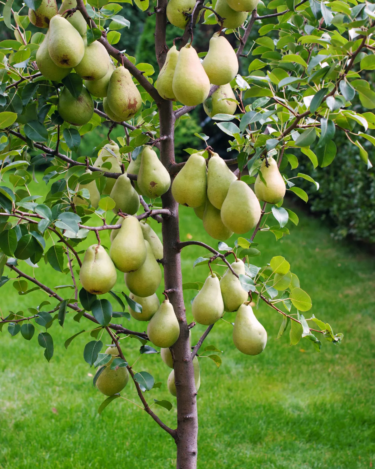 Dwarf Pear Trees For Sale Dwarf Pear Tree XTDSU Dwarf Pear Trees For Sale Dwarf Pear Tree XTDSU