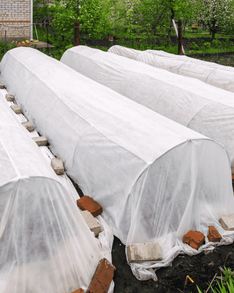 Winterization Method Using Cloth Winterize Your Tomato Plants Like a Pro - (4 Methods)