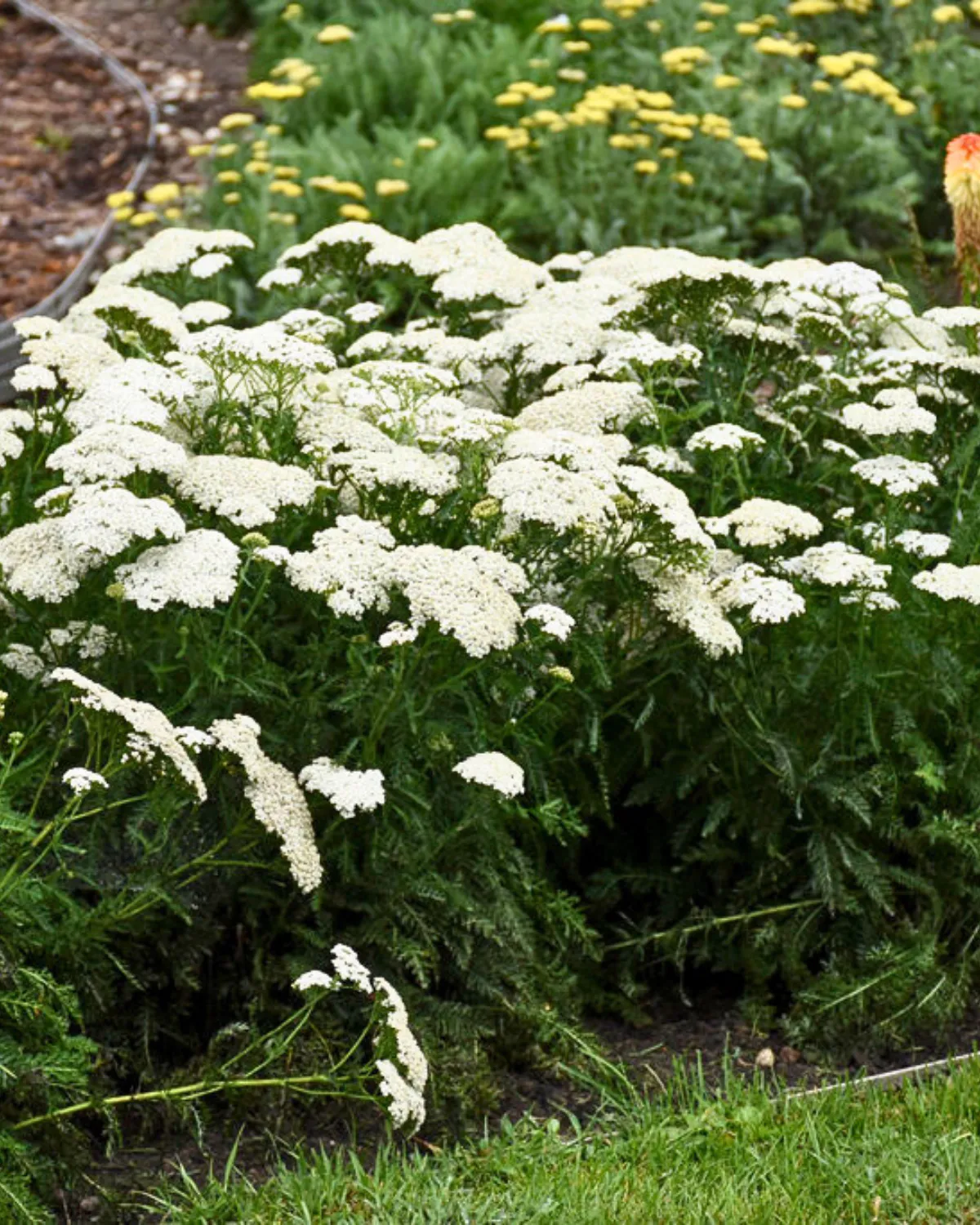 9+ White Perennial Flowers 17 White Perennial Flowers for Stunning Floral Landscaping Ideas