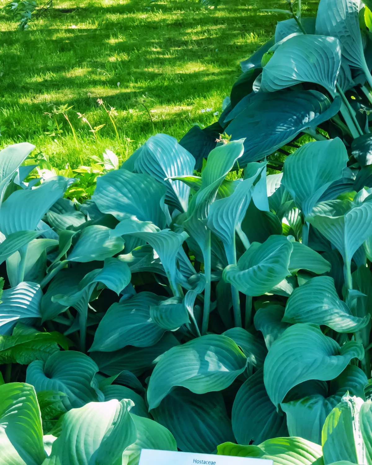 How to Create a Lush Tree Base Garden with Hostas